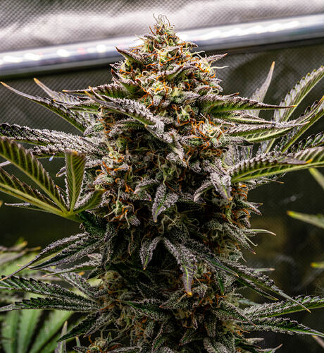 DSC_0162