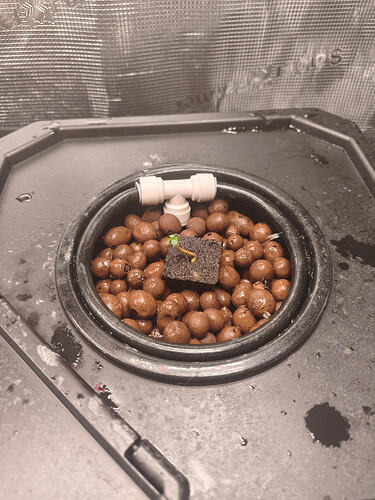StrawberryHazeAuto