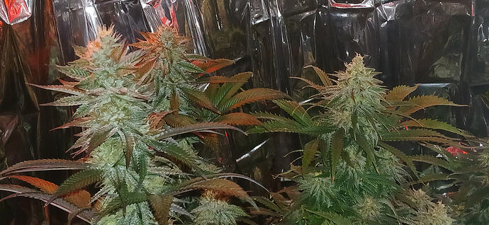 WhiteTrüffelu.SuperSilverHaze20.04.2026