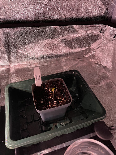 {13.05. Fast Bud}
