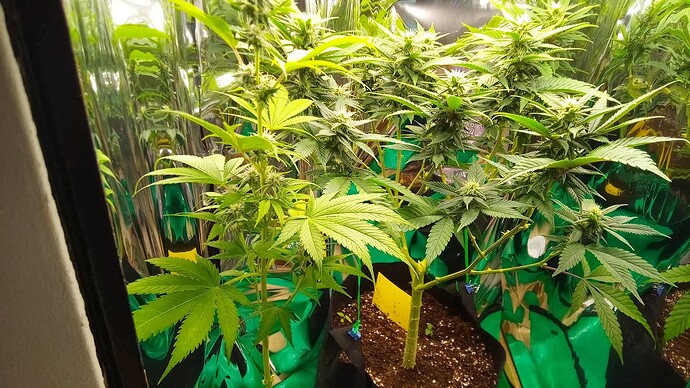 GrandMasterKush31.05.´26