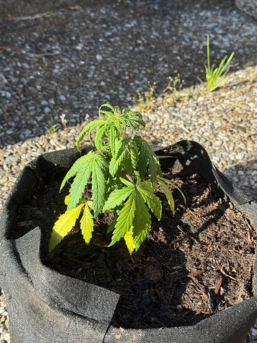 Pineapple Express 2