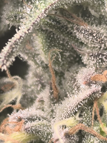 1000057248