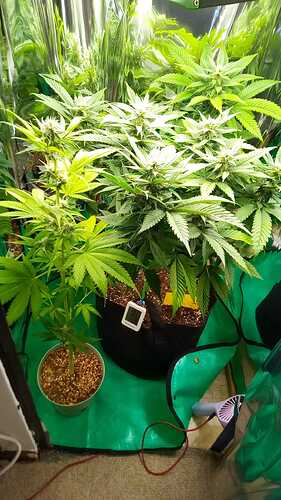 GrandMasterKush30.05.´26