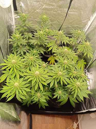 Mimosa x Orange Punch