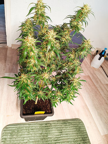 IMG_20260605_183649