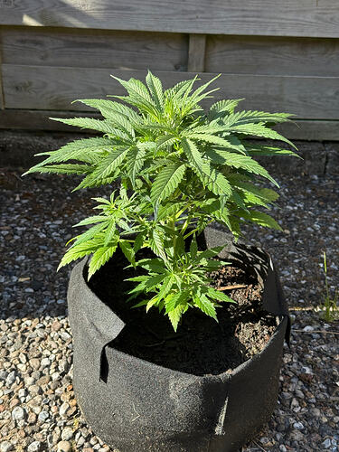 Pineapple Express 1
