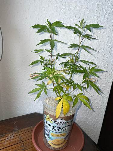 IMG_7819