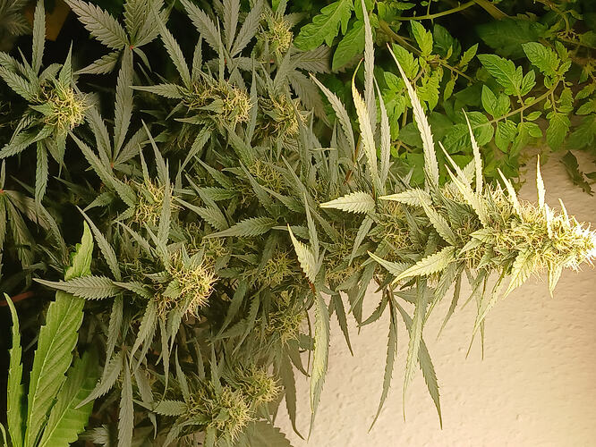 BlackDomina09.11.´25