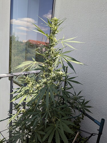 Pineapple express