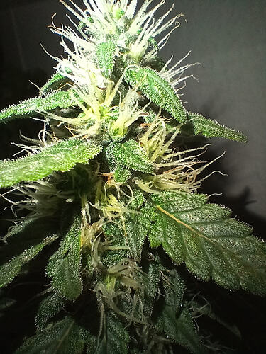 BlackDomina09.11.´25.4