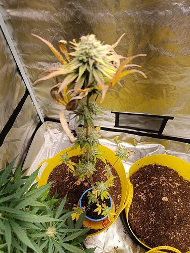 Grape Chimera von Seed Supplier