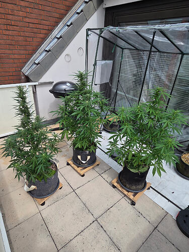 Links blueberry auto, Mitte und rechts amnesia haze auto