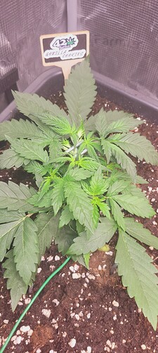 Gorilla cookies