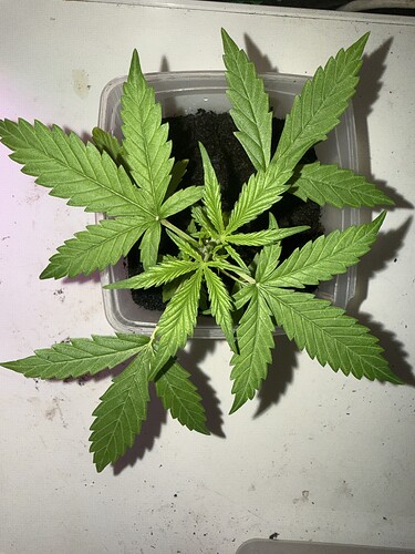 Blackberry Moonrocks, Jelly Cake, Tropicana Cherry