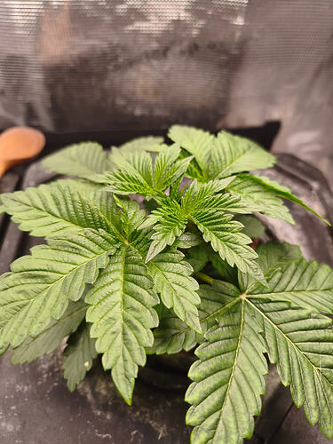 Tropicana Cookie vor dem Toppen.