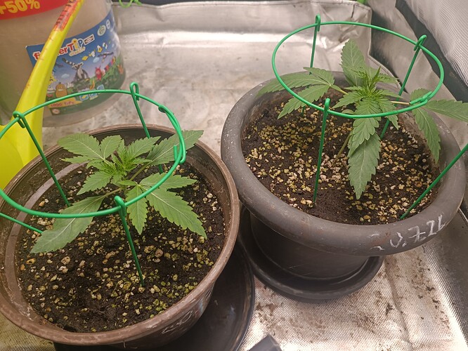 Papaya Dragon Auto