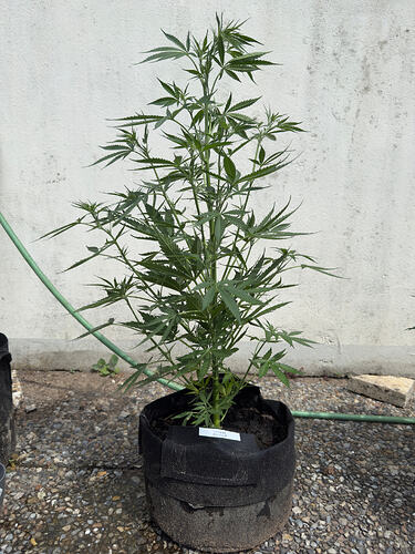 Pineapple Express