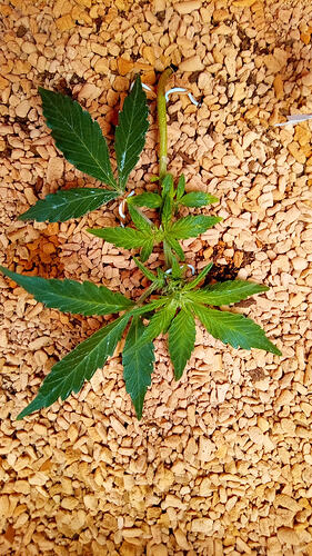 lemon cherry Cookies auto 2