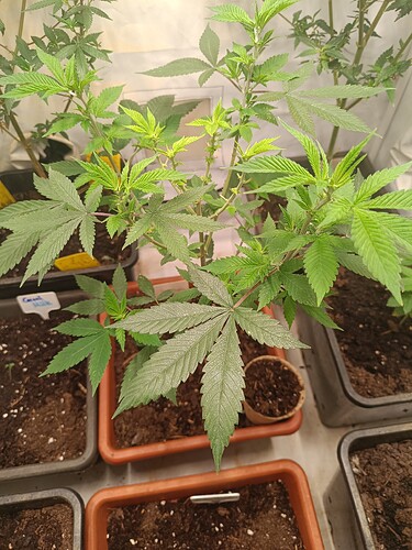 Strawberry Banana