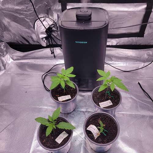 Blackberry Moonrocks, Jelly Cake, Tropicana Cherry