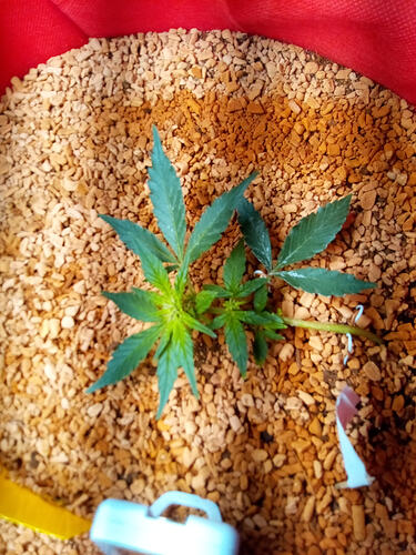 lemon cherry cookies auto 1