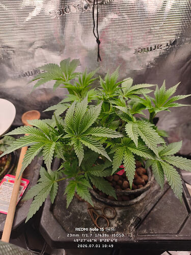 Tropicana Cherry | DWC Growtagebuch