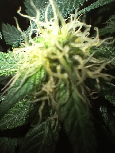 BlackDomina09.11.´25.3