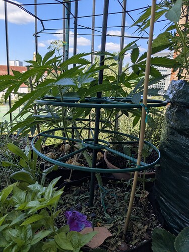 Tropicana Cherry (2 Plants) Seed Supplier