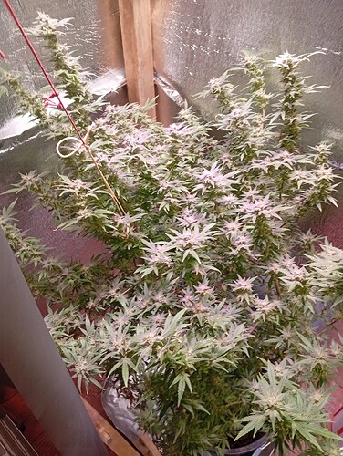 1 grow seit Jahren wieder