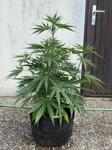 Bagseed