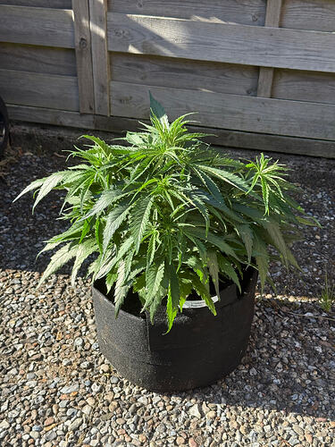 Bagseed