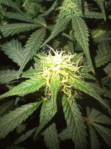 BlackDomina09.11.´25.5