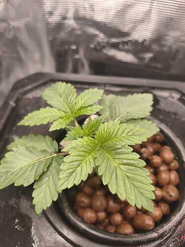 Tropicana cherry