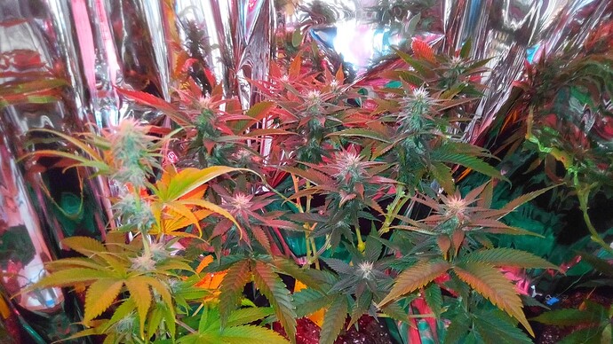 GrandMasterKush31.05.´26-rot