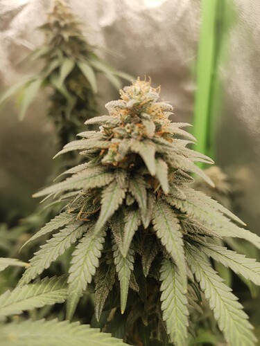 Grape Gas