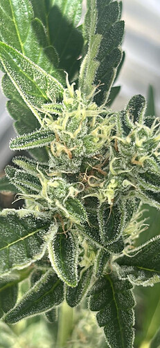 growbian26