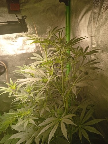 Tropicana Cherry