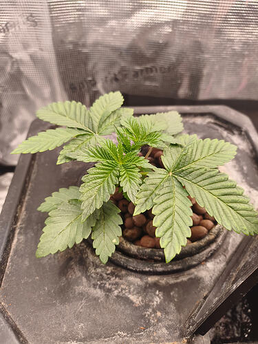 Tropicana cherry2